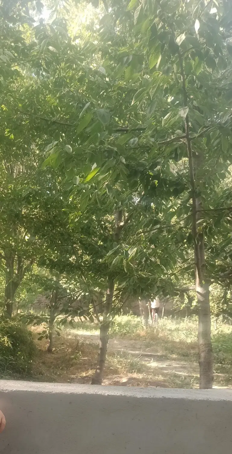 باغ در دره وار آذرشهر