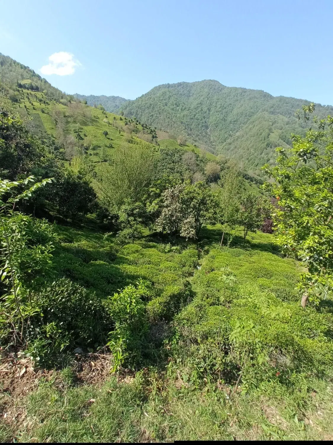 ورکوره (زمین مسکونی 426 متر)