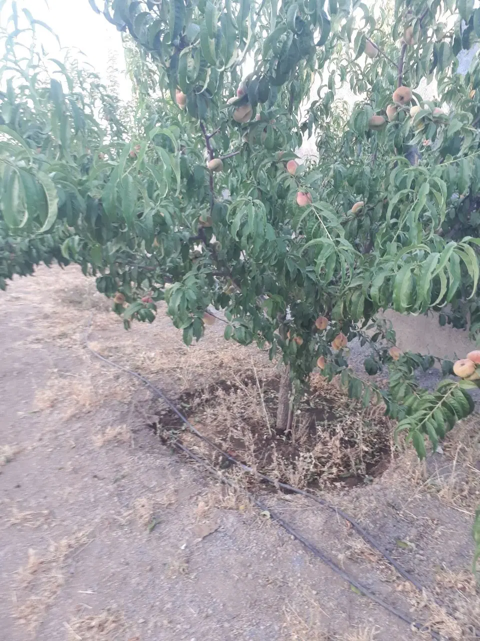 باغ در بهترین لوکیشن ۱۲۰۰ متری