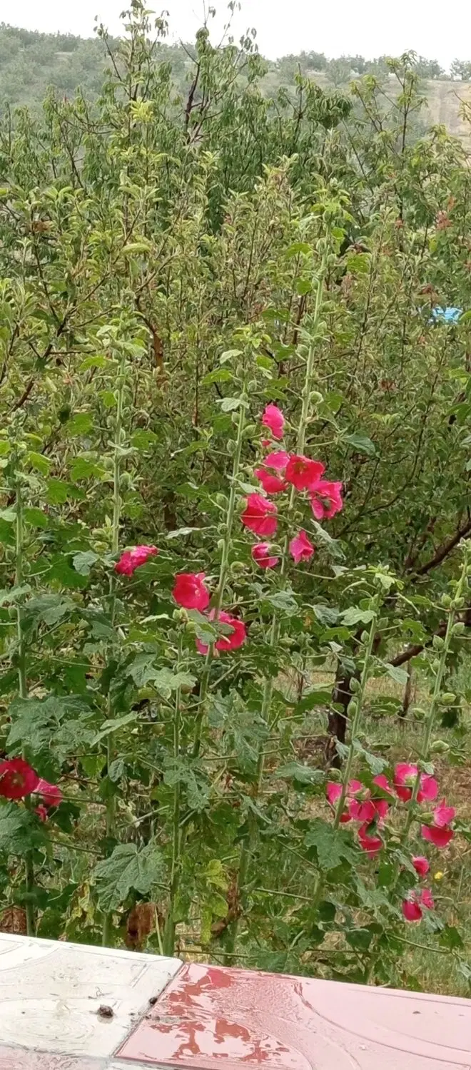 رهن و اجاره واحد نقلی باغمیشه