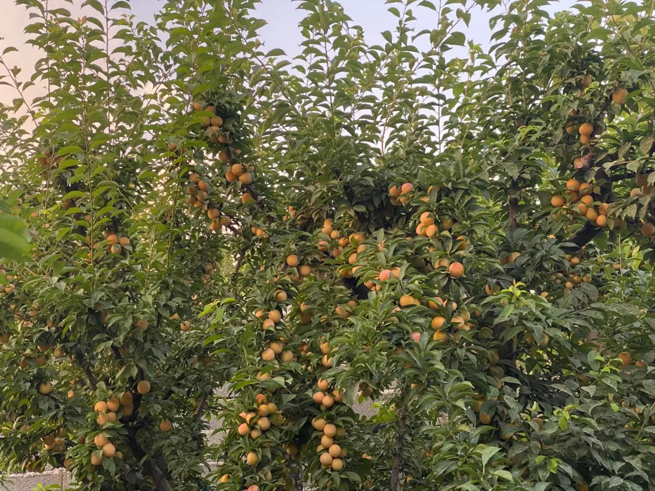 فروش باغچه به متراژهای ۳۳۰متر تا ۱۰۰۰متر
