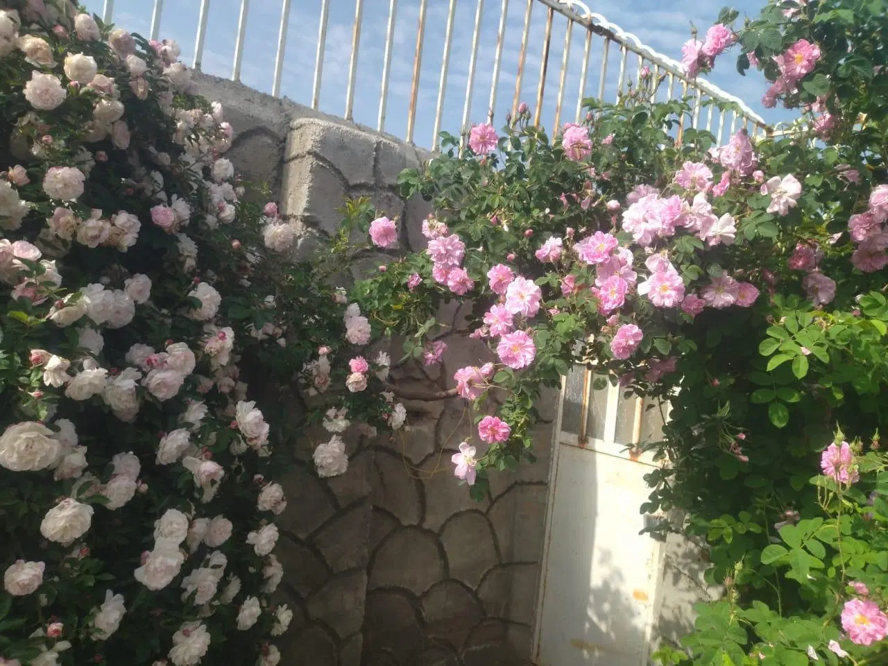 باغ حسن آباد شیراز چسپیده به شهرک صنعتی