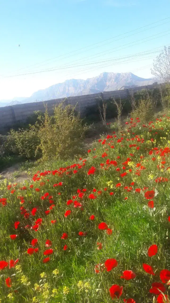 باغ و زمین