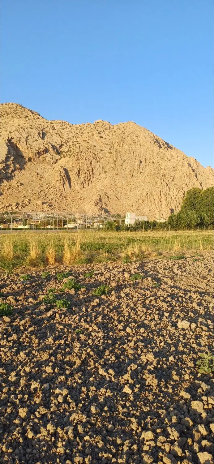 زمین زراعی