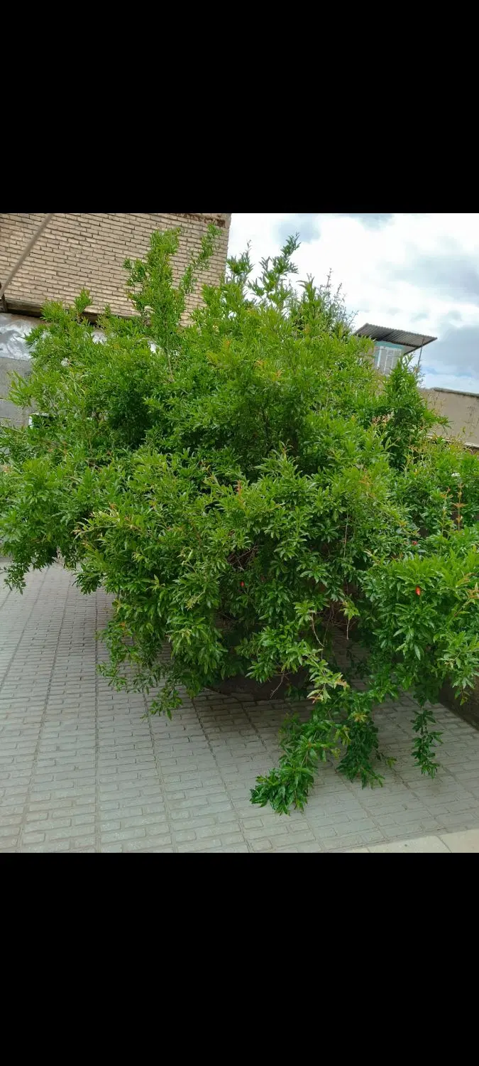 منزل ویلایی شهرک باهنر