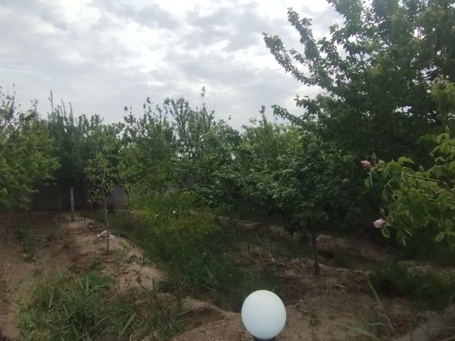 باغ حاشیه جاده
