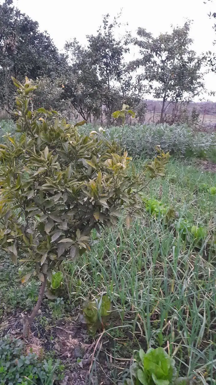 ۴۰۰متر زمین واقع در صالح آباد