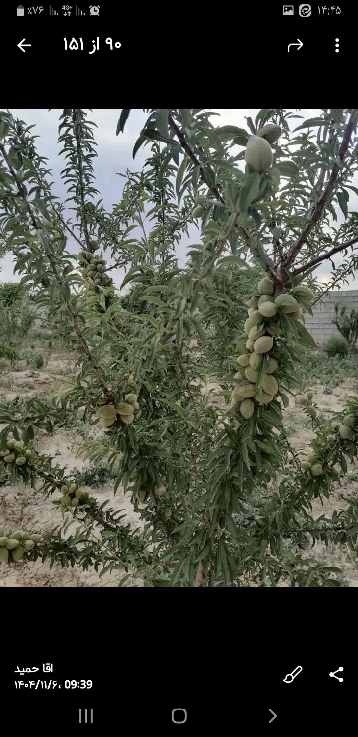 باغ