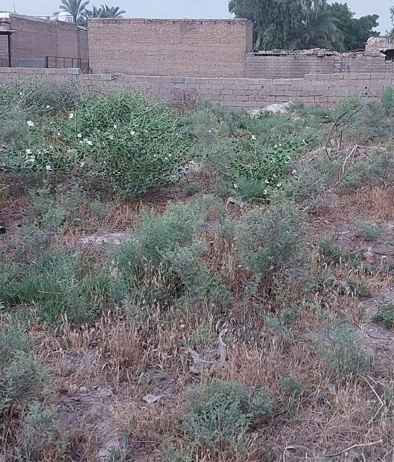 زمین مسکونی روستای سخی