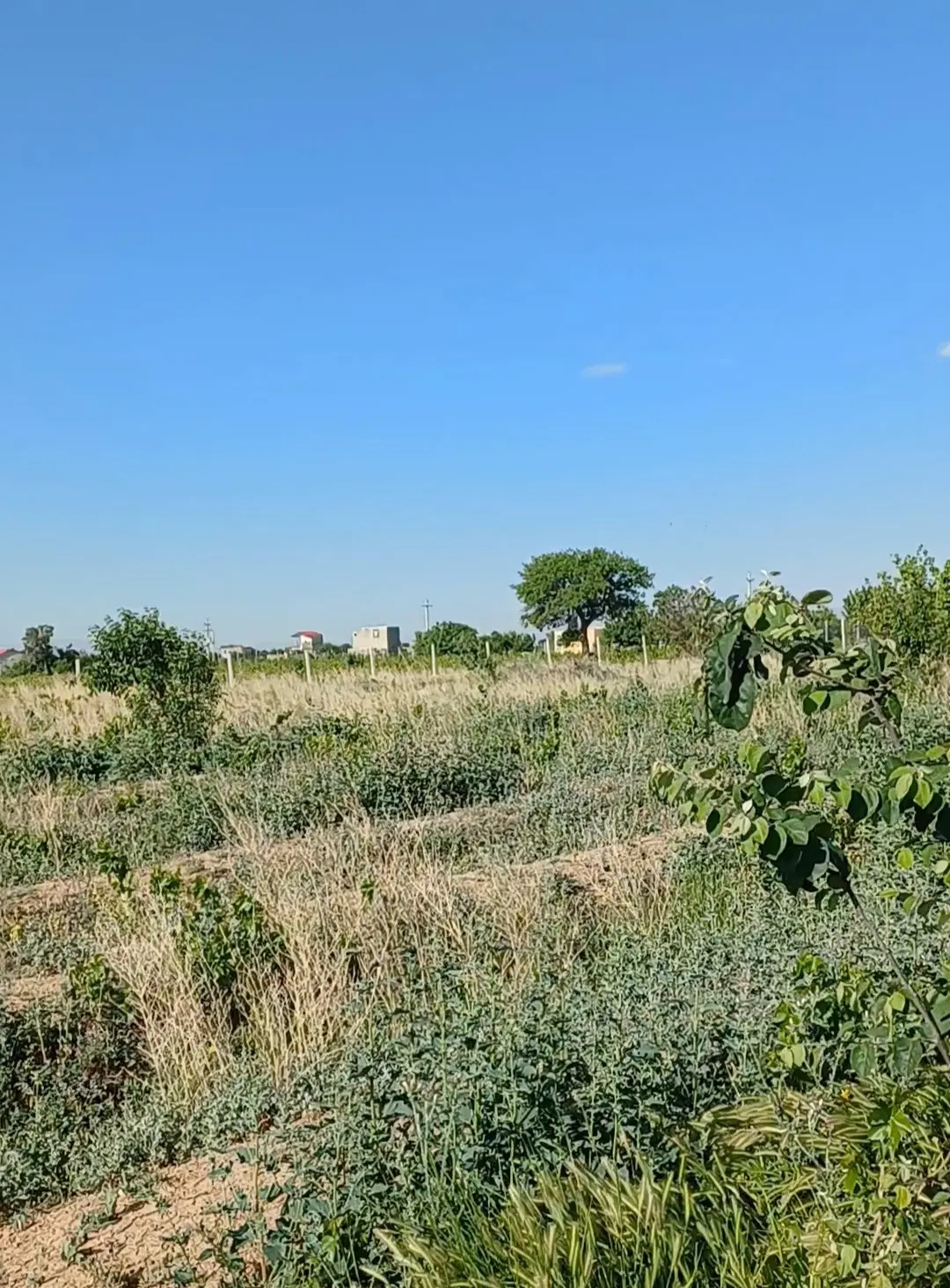 فروش زمین کشاورزی واقع درتاکستان
