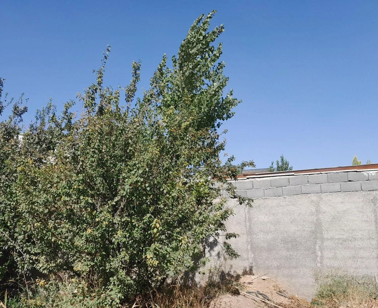 باغچه سهیله رمنده