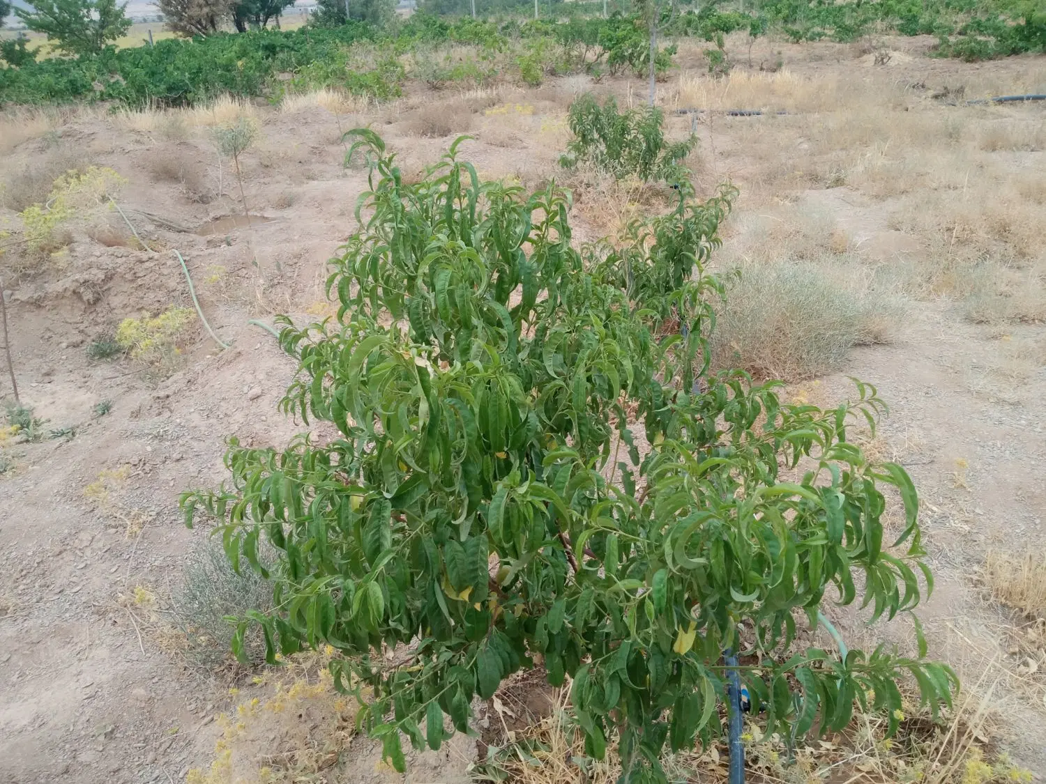 زمین با آب و بدون آب