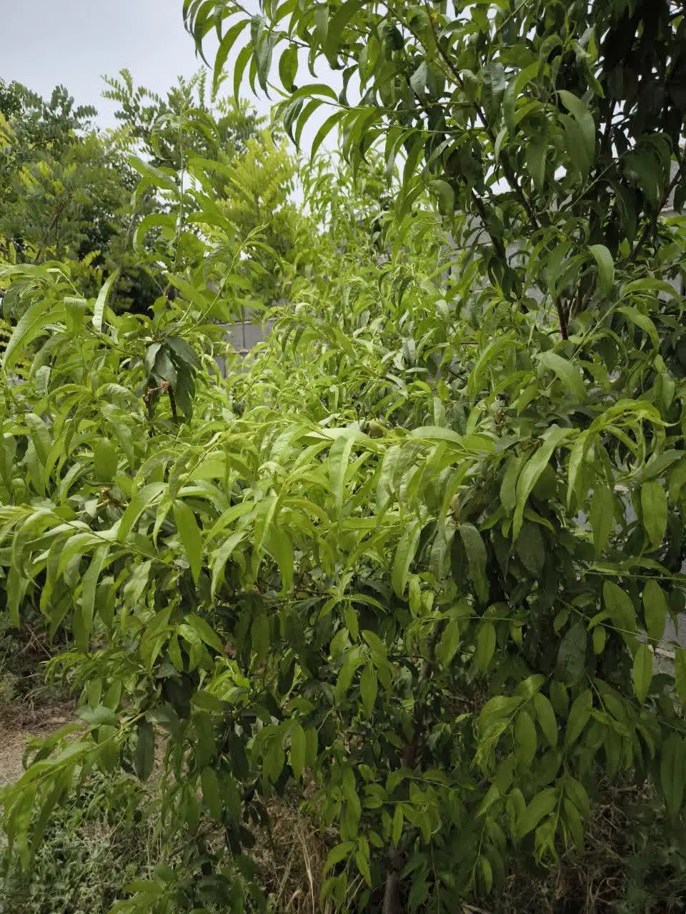 چهاردیواری