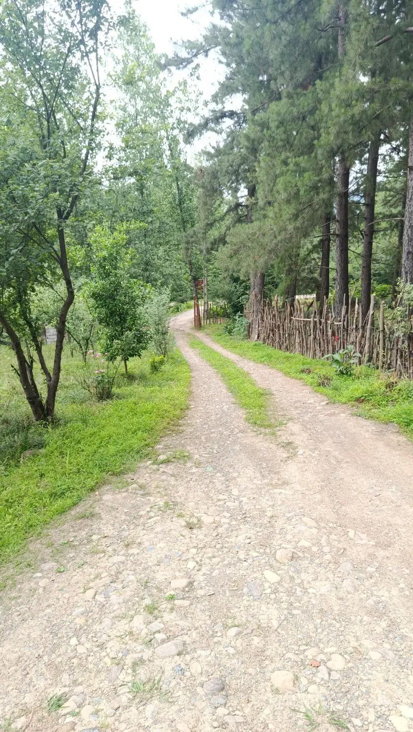 سوییت
