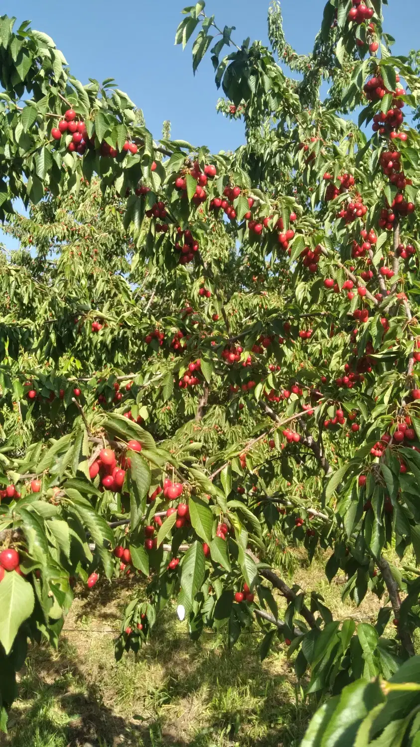 خانه باغی پشت معاینه فنی الماسی نزدیک پلیس راه سقز