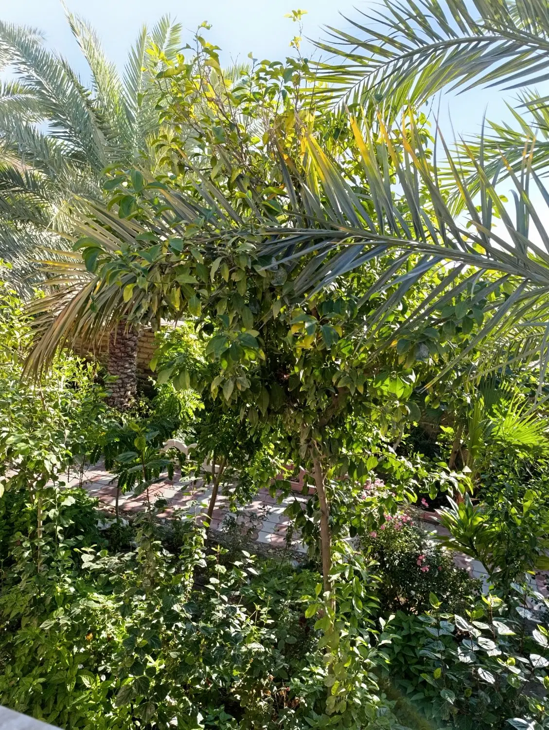 باغ گیلاس به فروش میرسد