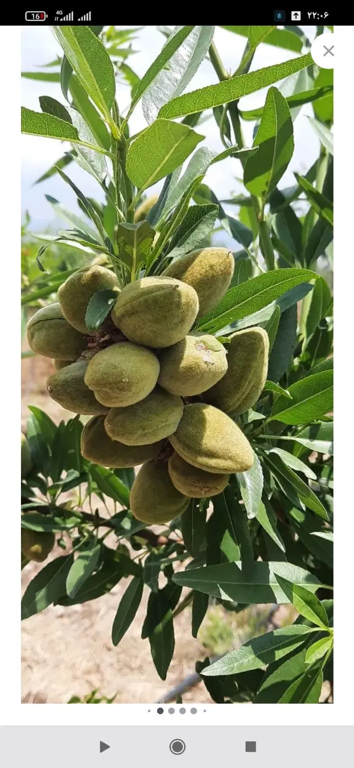 باغ ۱۵۰۰متری نزدیک زیباشهر