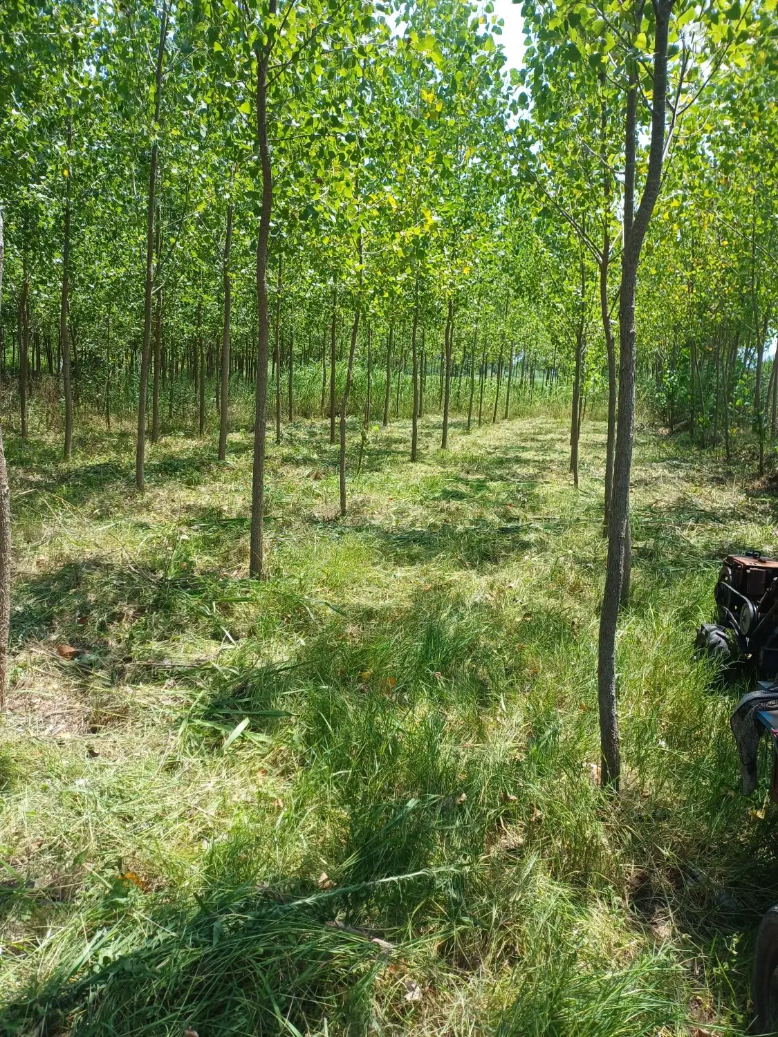 زمین باغی
