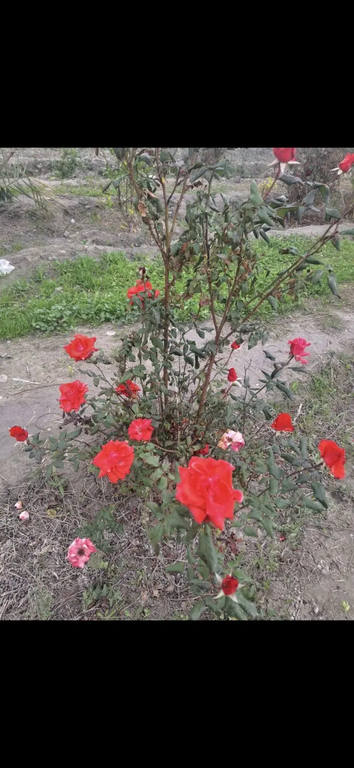 فروش باغ