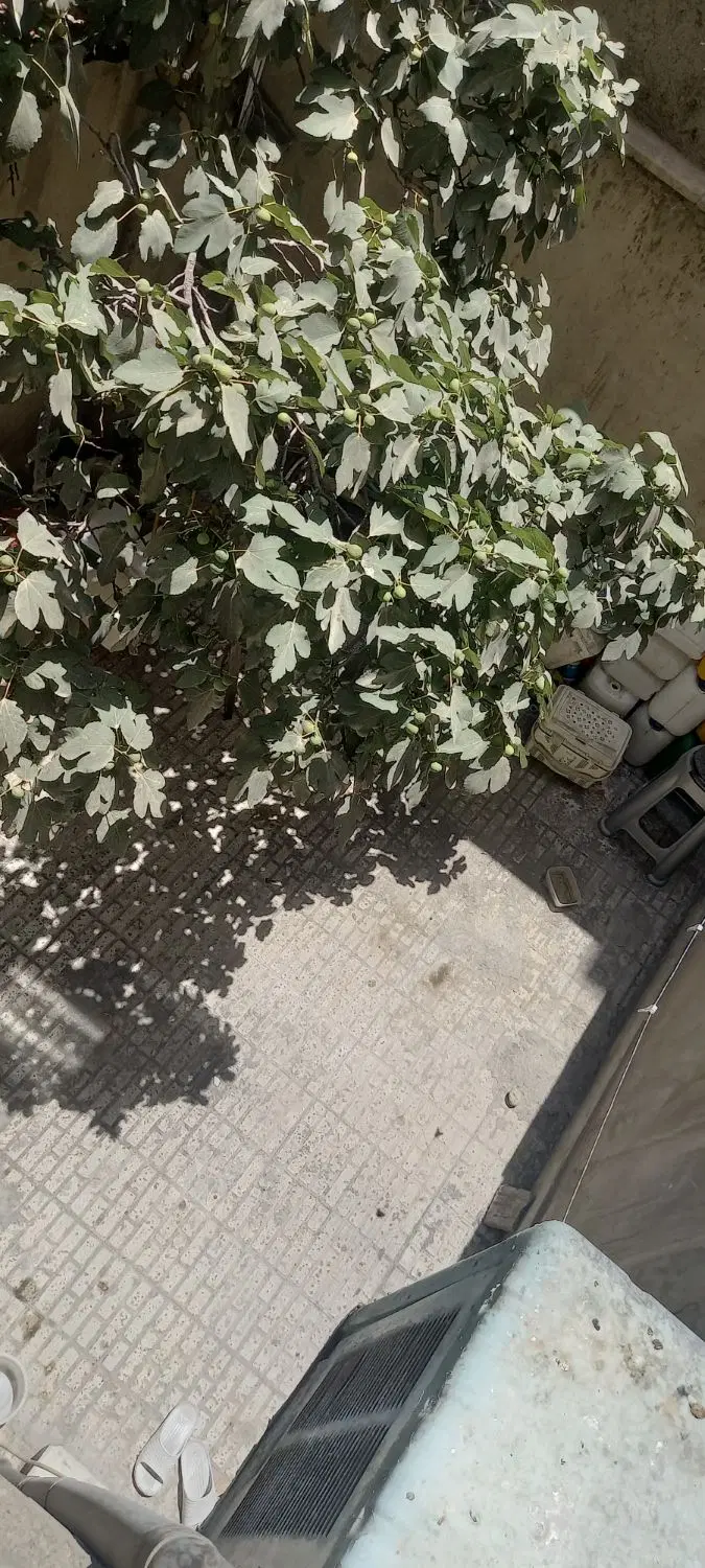 خانه ۵۵ متری حیات دار