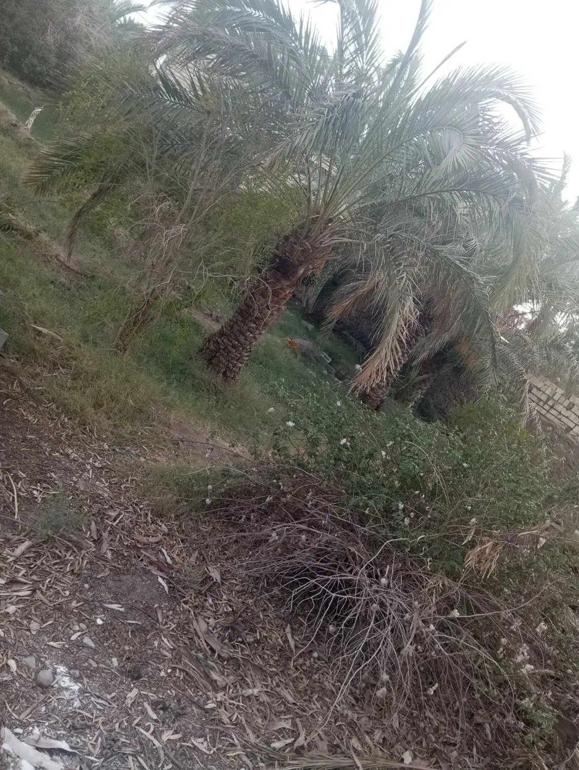 زمین باغی