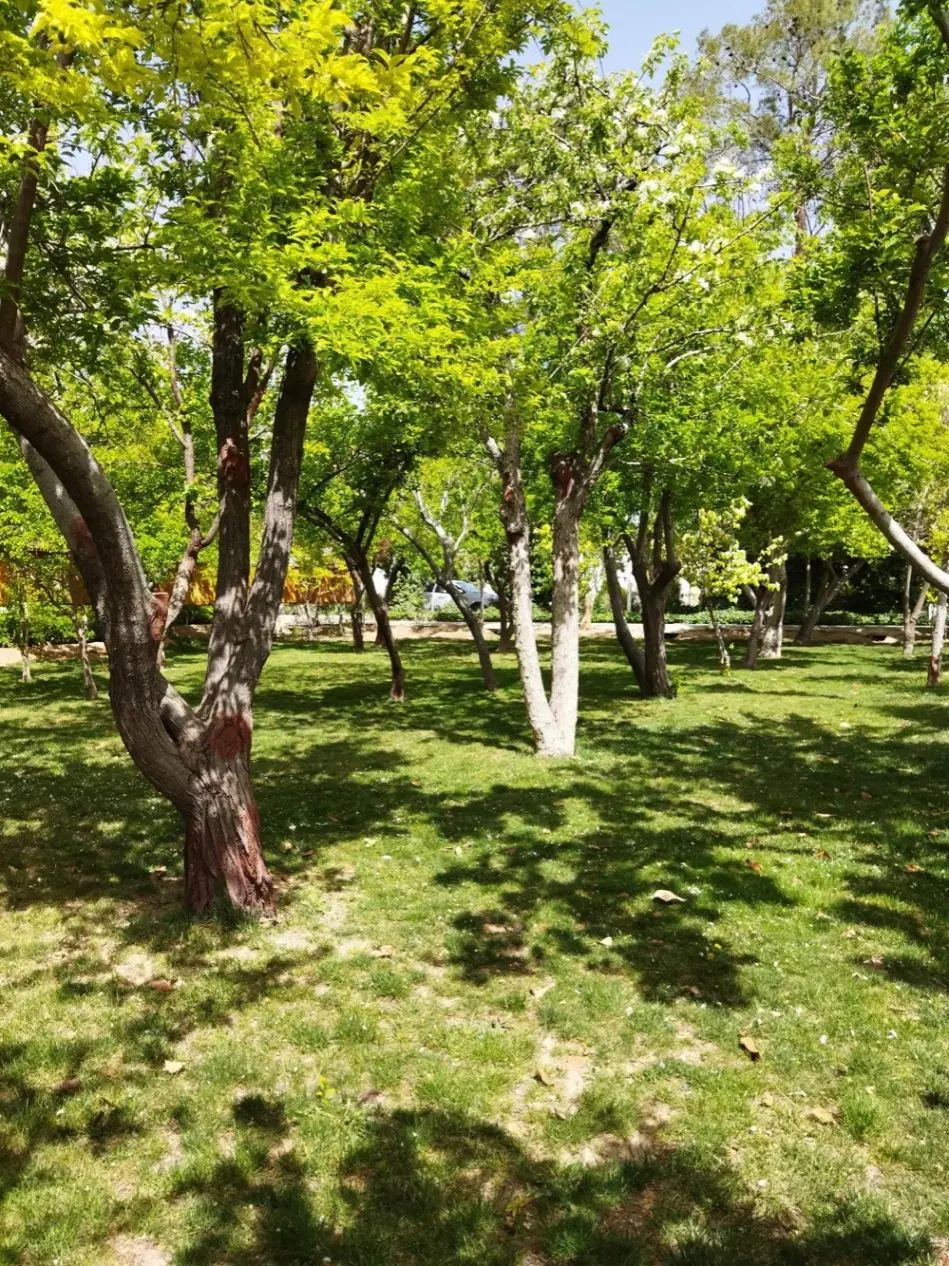 زمین باغشهری ۱۰۰۰ متری کودیان