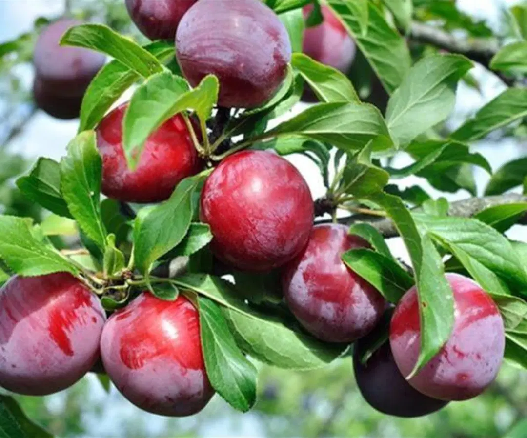 باغشهرها کودیان