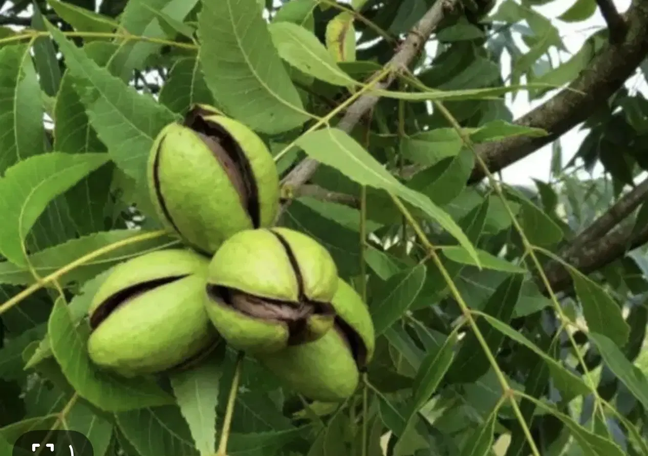 اجاره باغ گردو جهت برداشت محصول گردو
