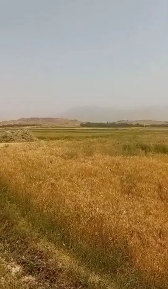 1000متر زمین کشاورزی