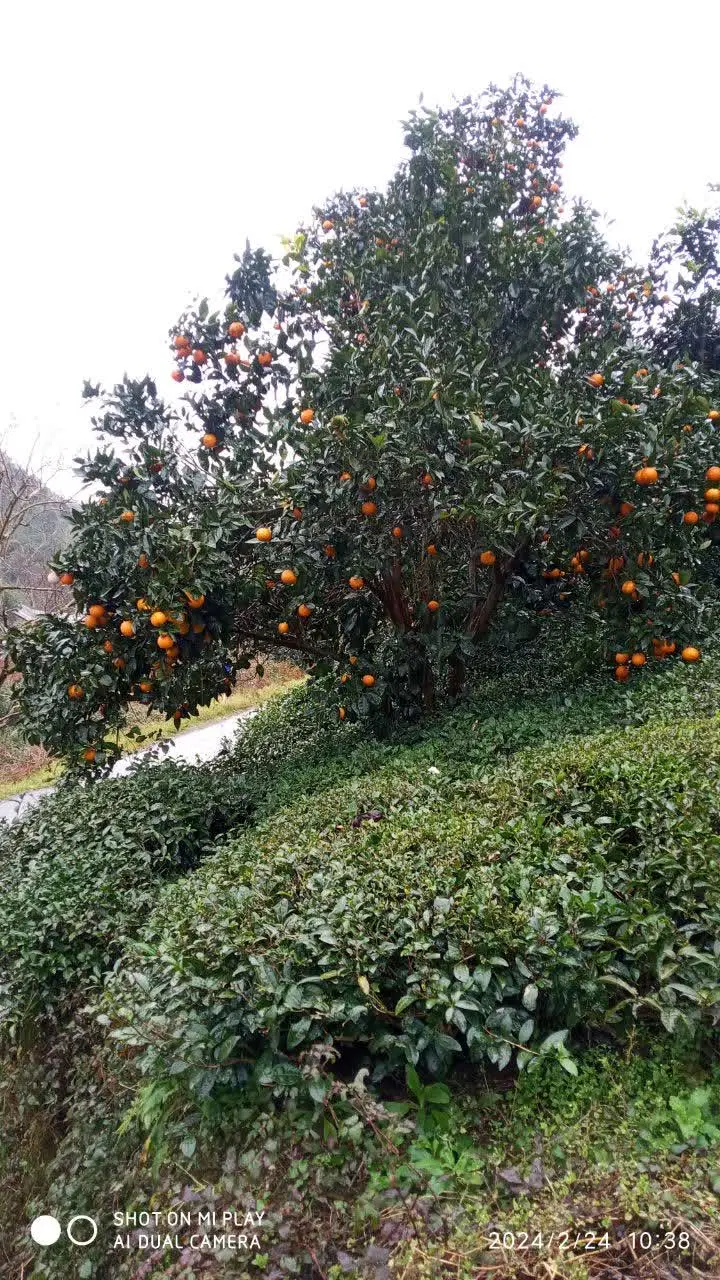 باغ چای و مرکبات برجاده آسفالتی  روستای لشه لنگرود