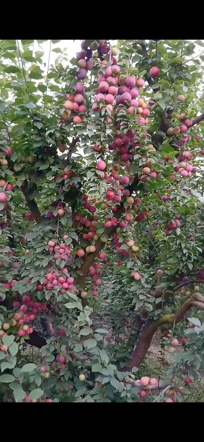 ۲ هکتار زمین کشاورزی فروشی روستای نامتلو مشو