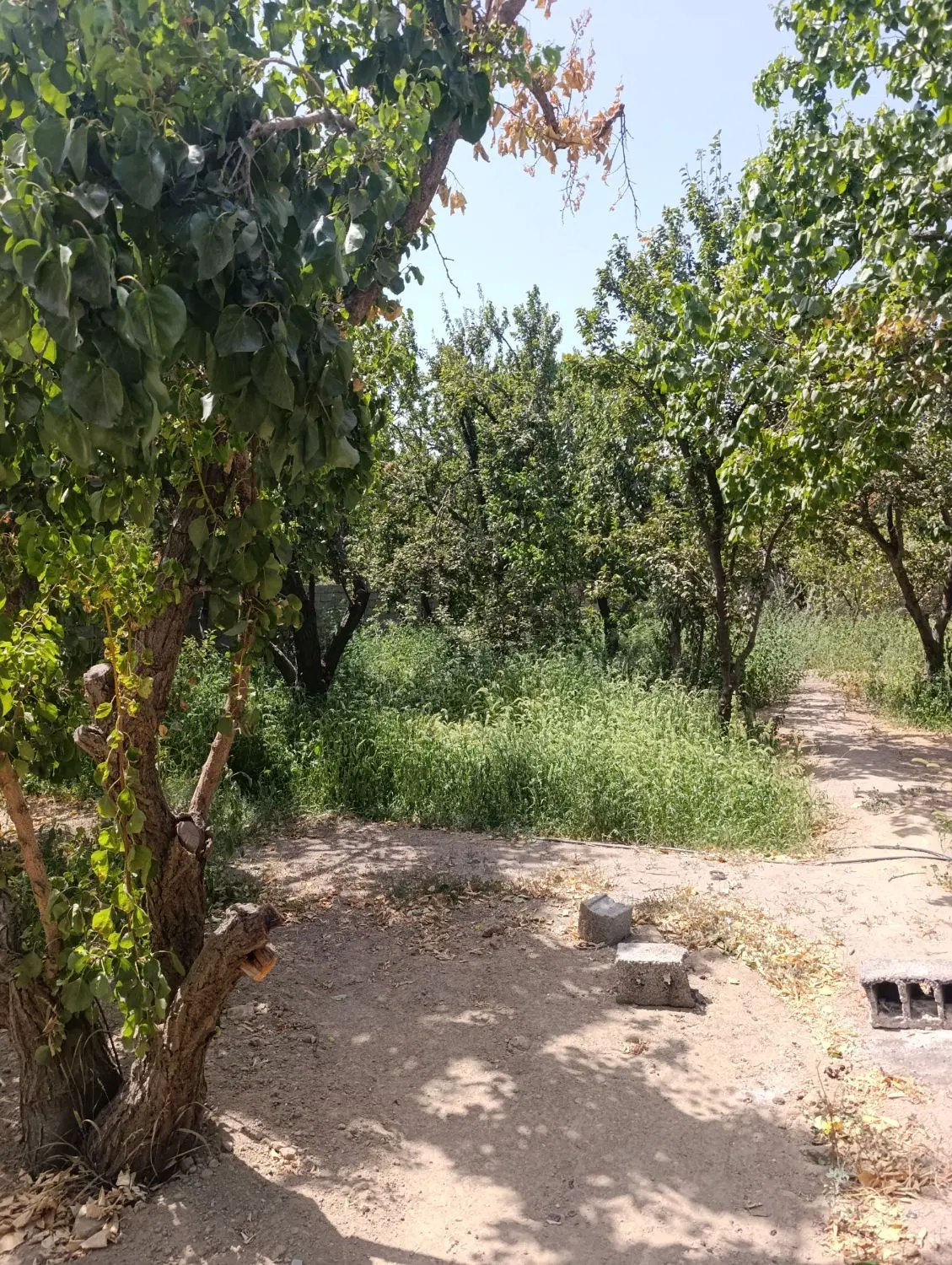 زمین باغ
