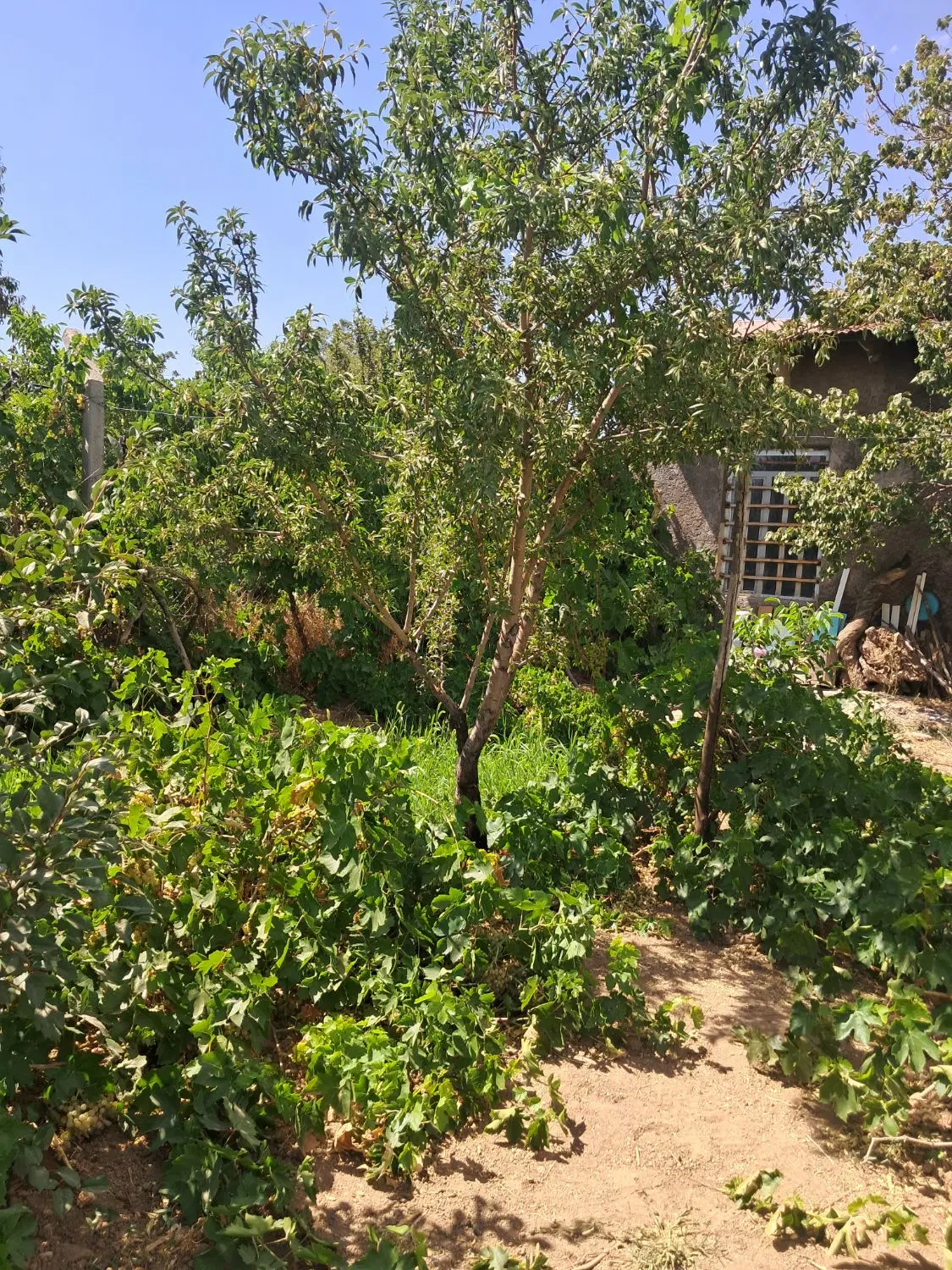 خانه باغ