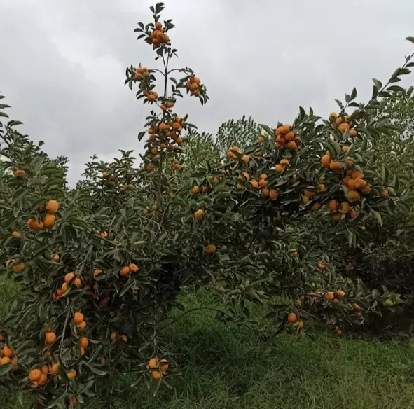 زمین فروشی