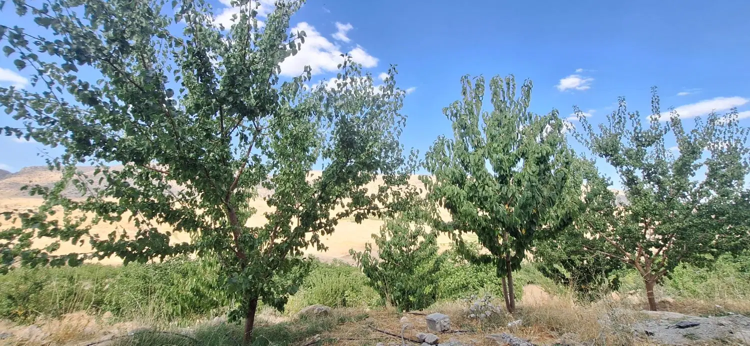اجاره زمین دیم