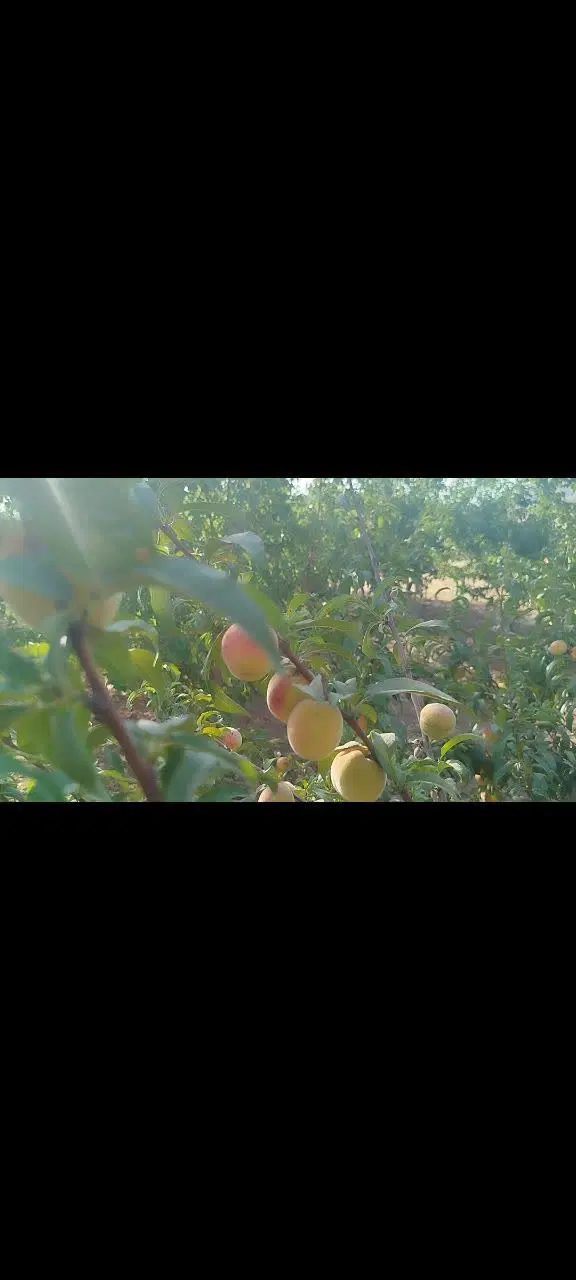 باغ ۵۰۰ متری یک میلیارد