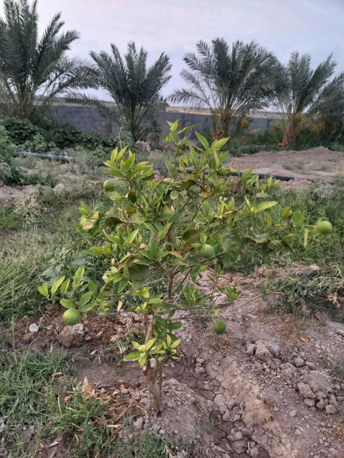 اجاره ۲ هکتار زمین  کشاورزی در زیر پل کشتارگاه