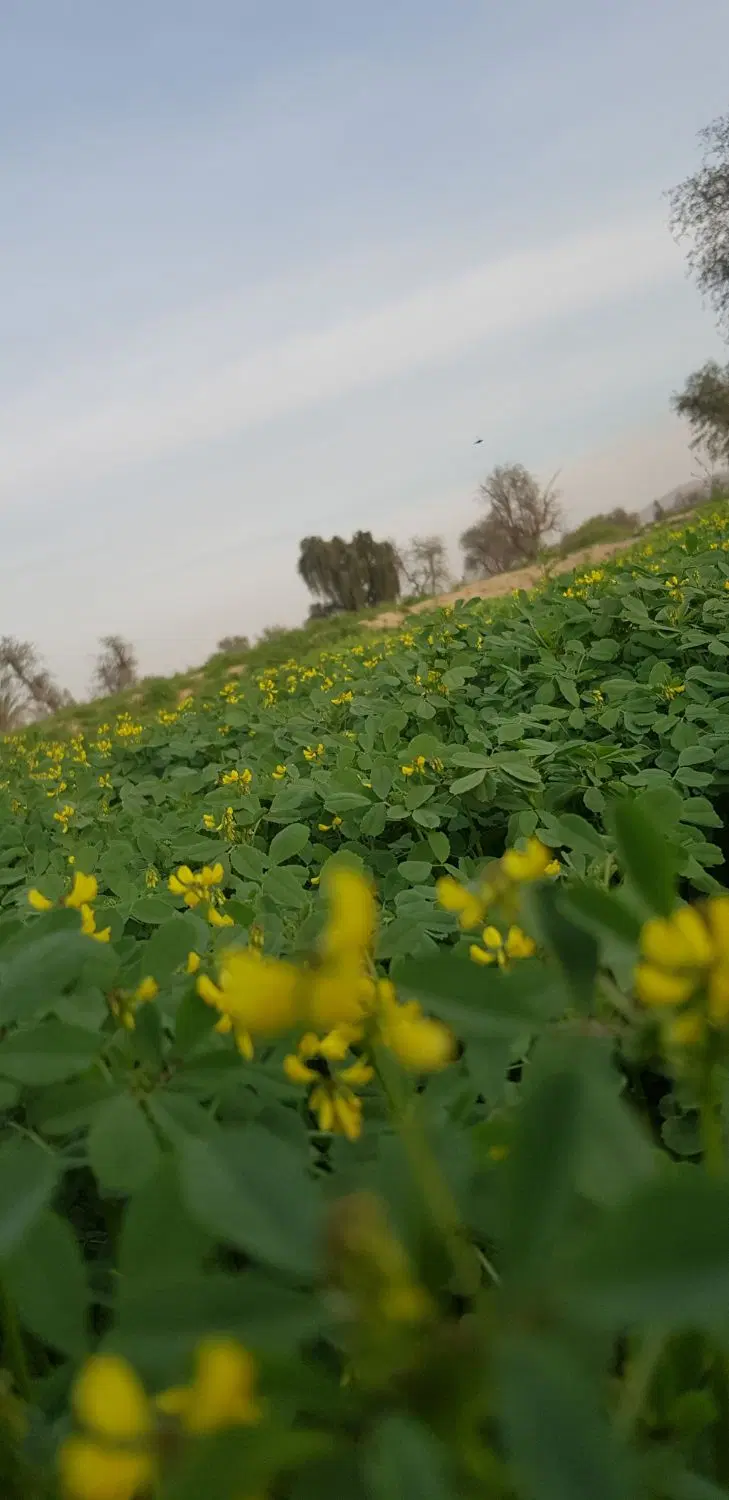 زمین پاتل ایسین