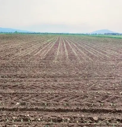 زمین کشاورزی