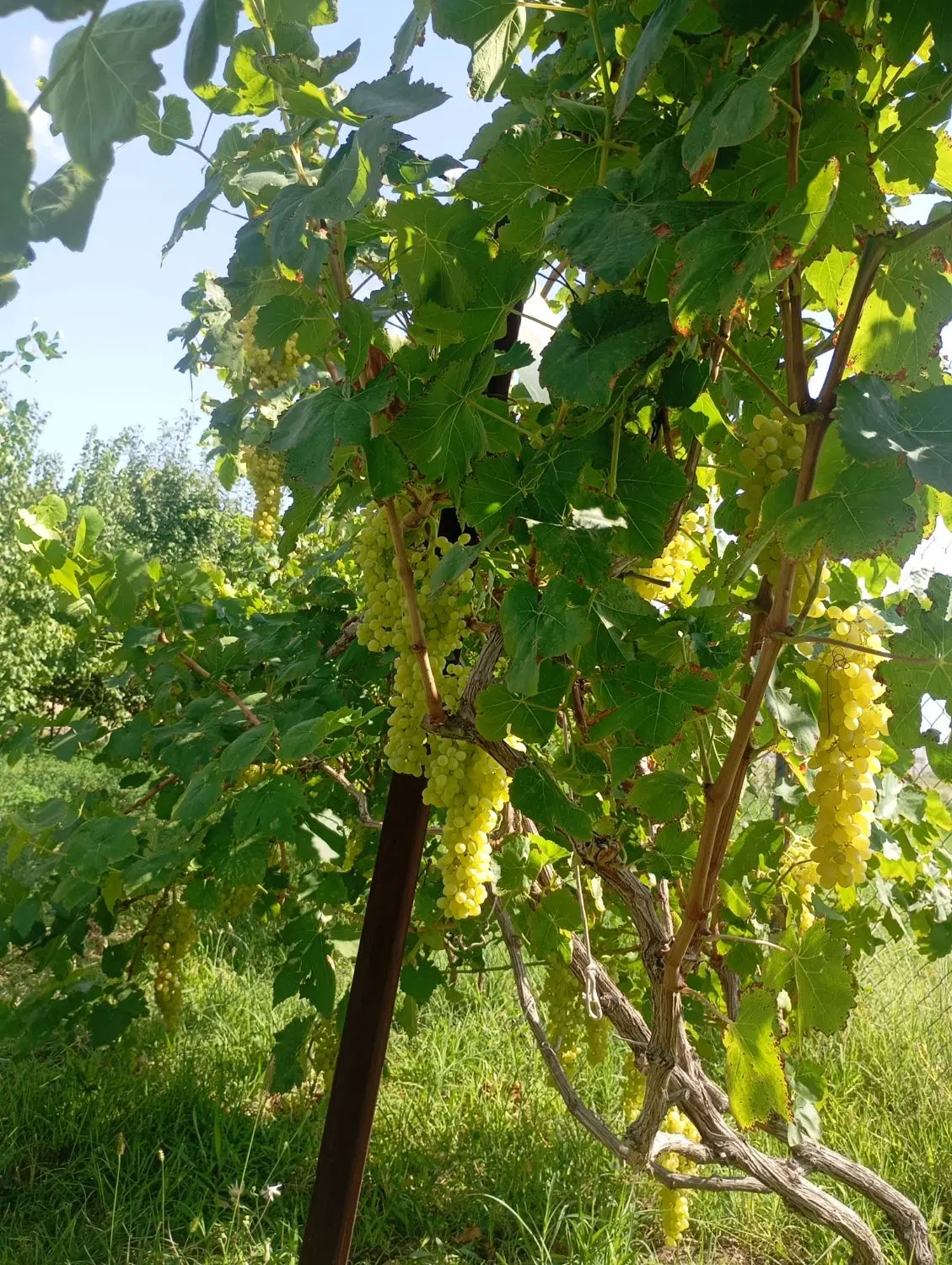 باغ دررند