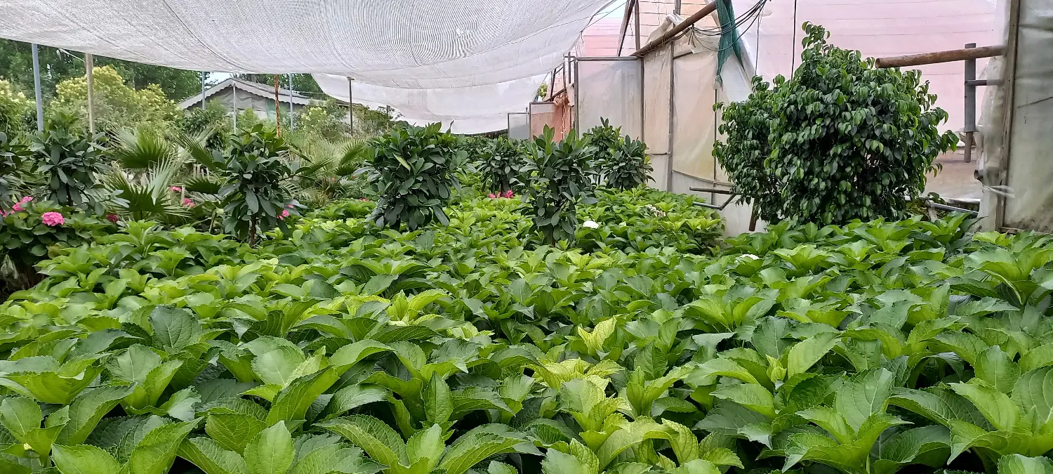 گلخانه در حال بهره برداری