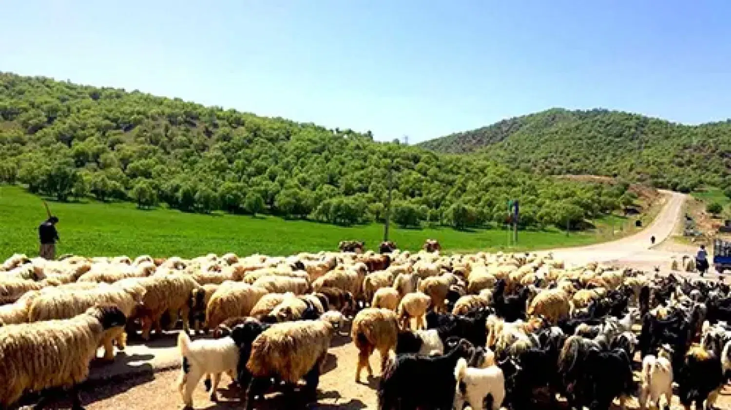 اجاره دامداری