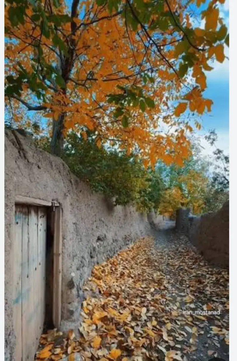 باغ فروشی در نظم اباد