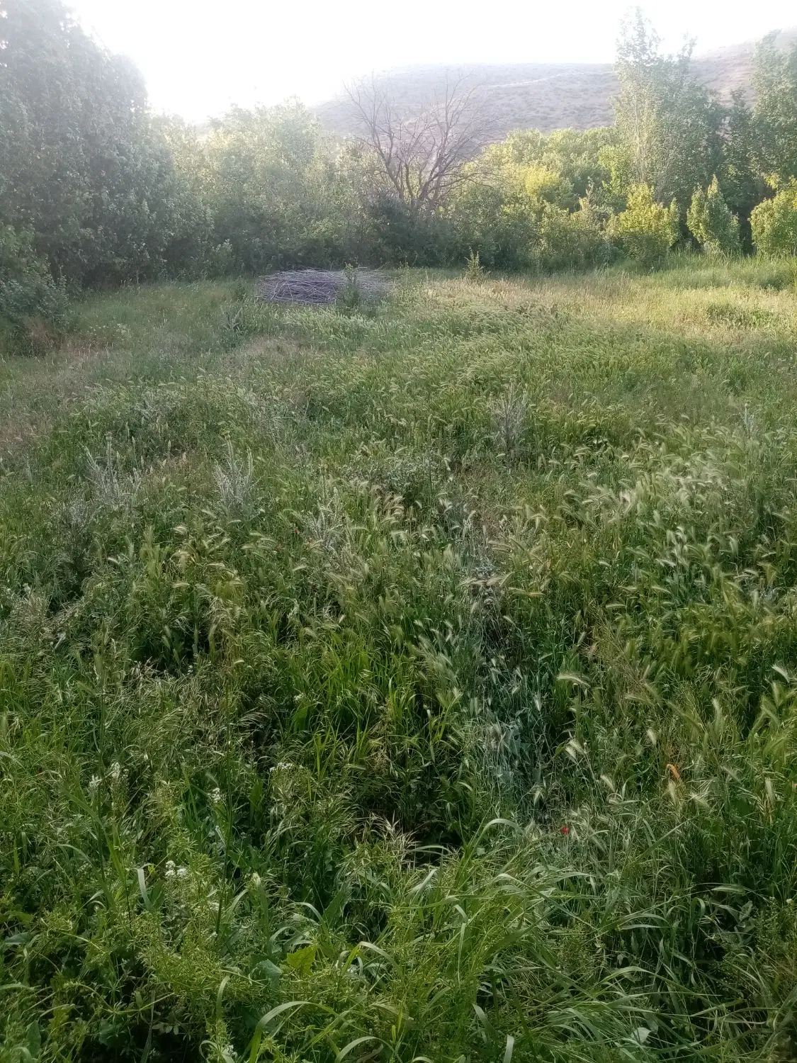 زمین واقع در بادخور