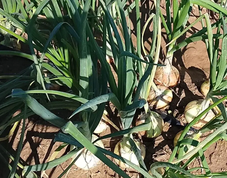 اجاره زمین کشاورزی