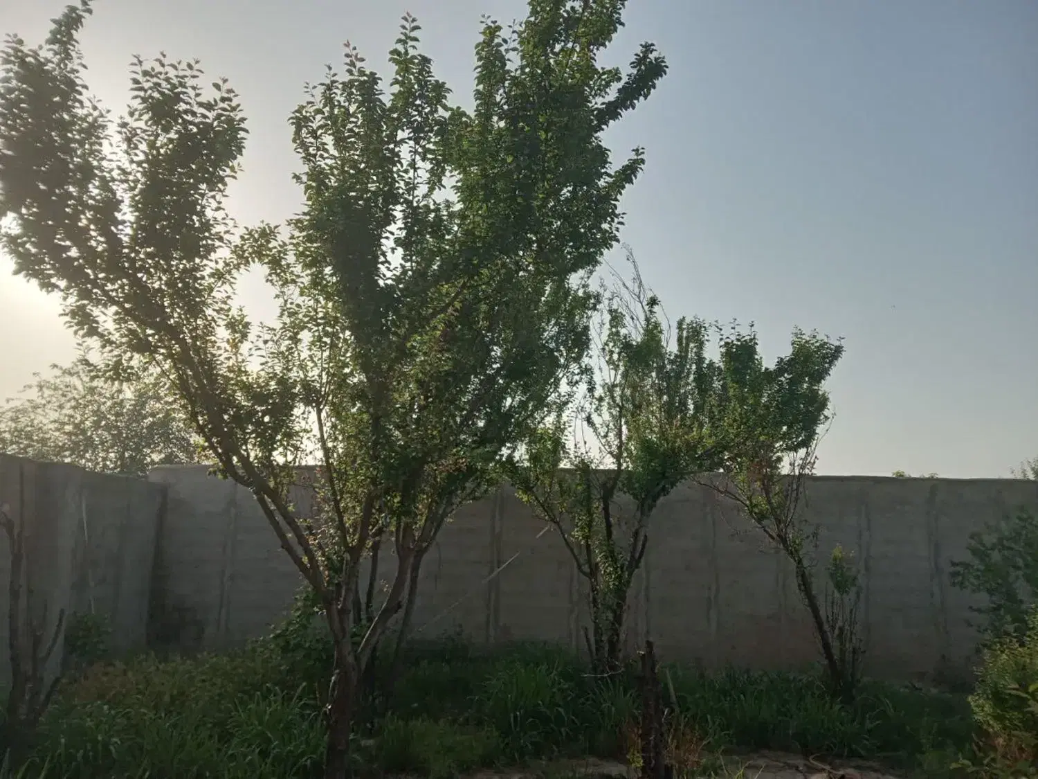باغچه