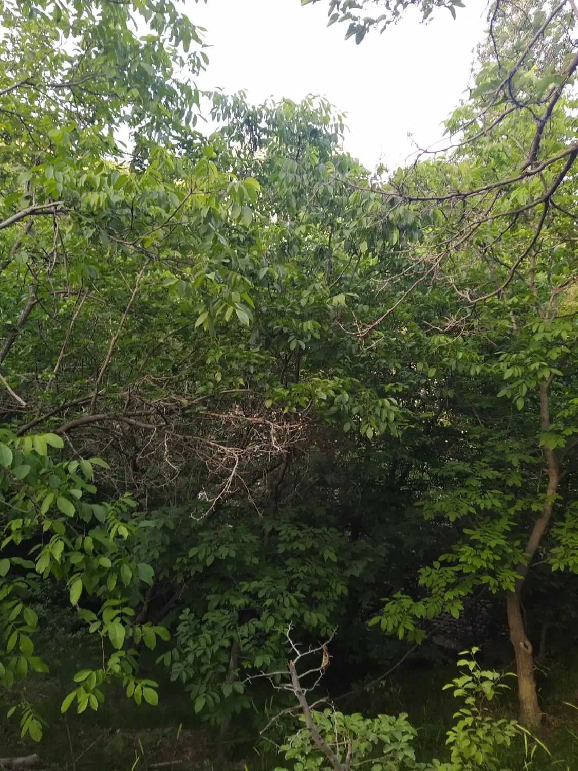فروش و معاوضه باغچه آغشت کنار آب