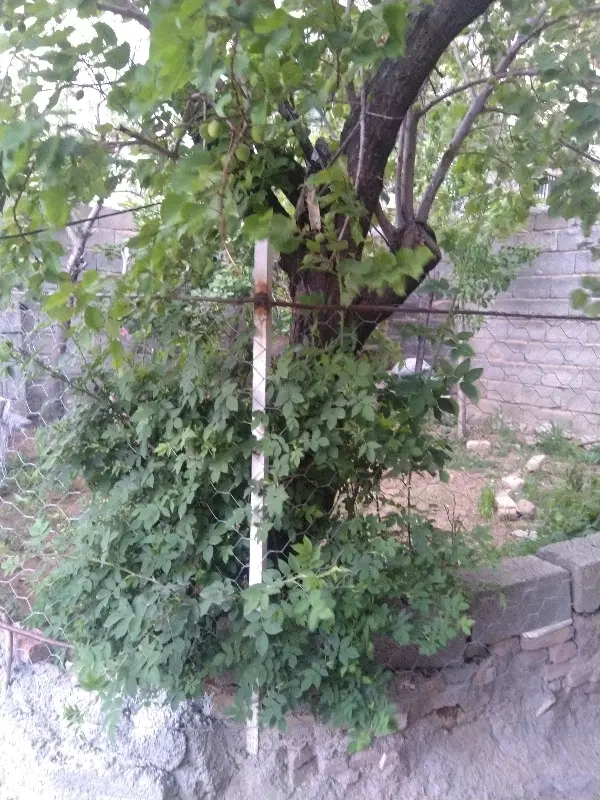 فروش زمین