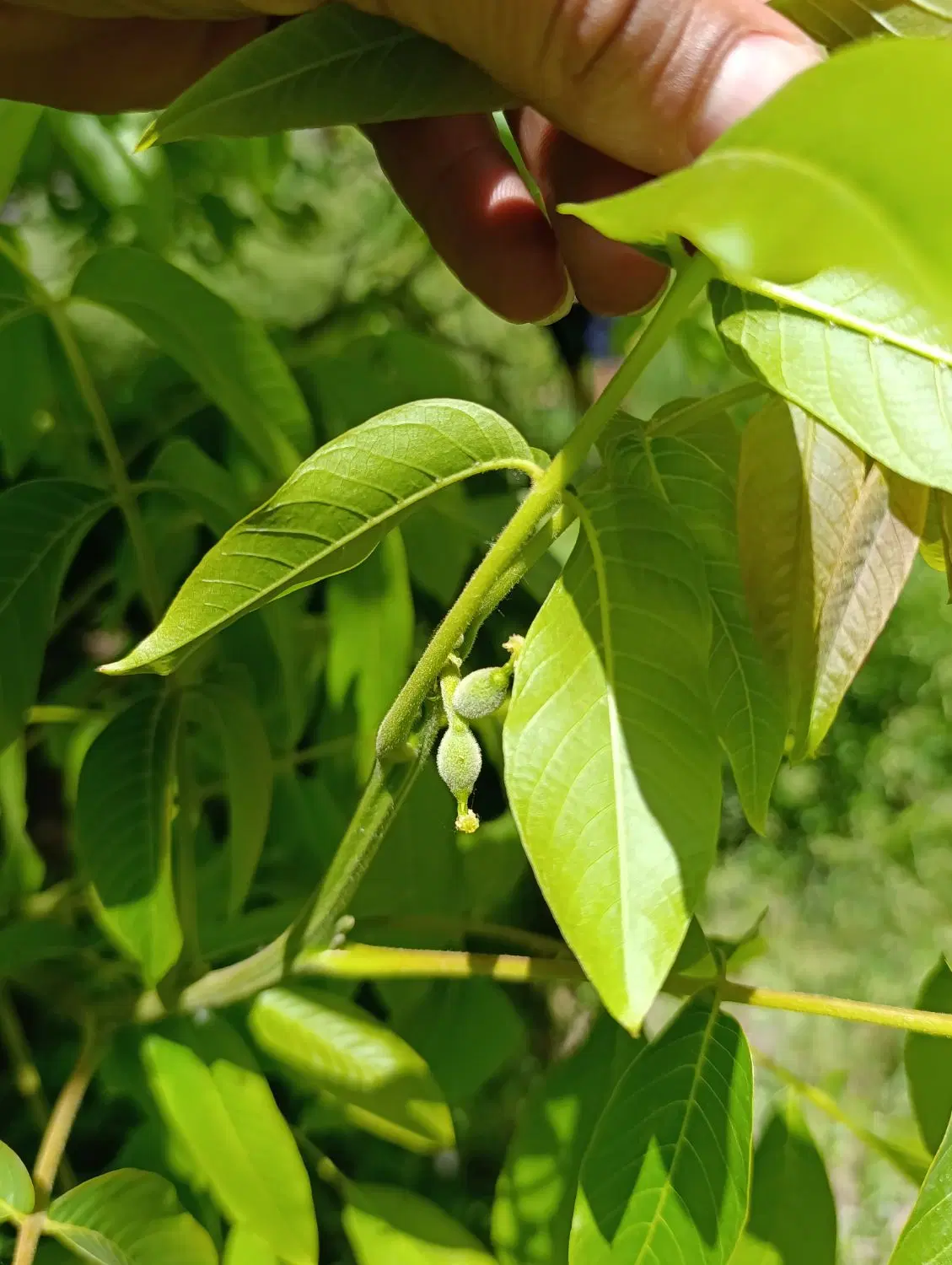 باغ محصور مثمر طالقان ۸۸۳ متر