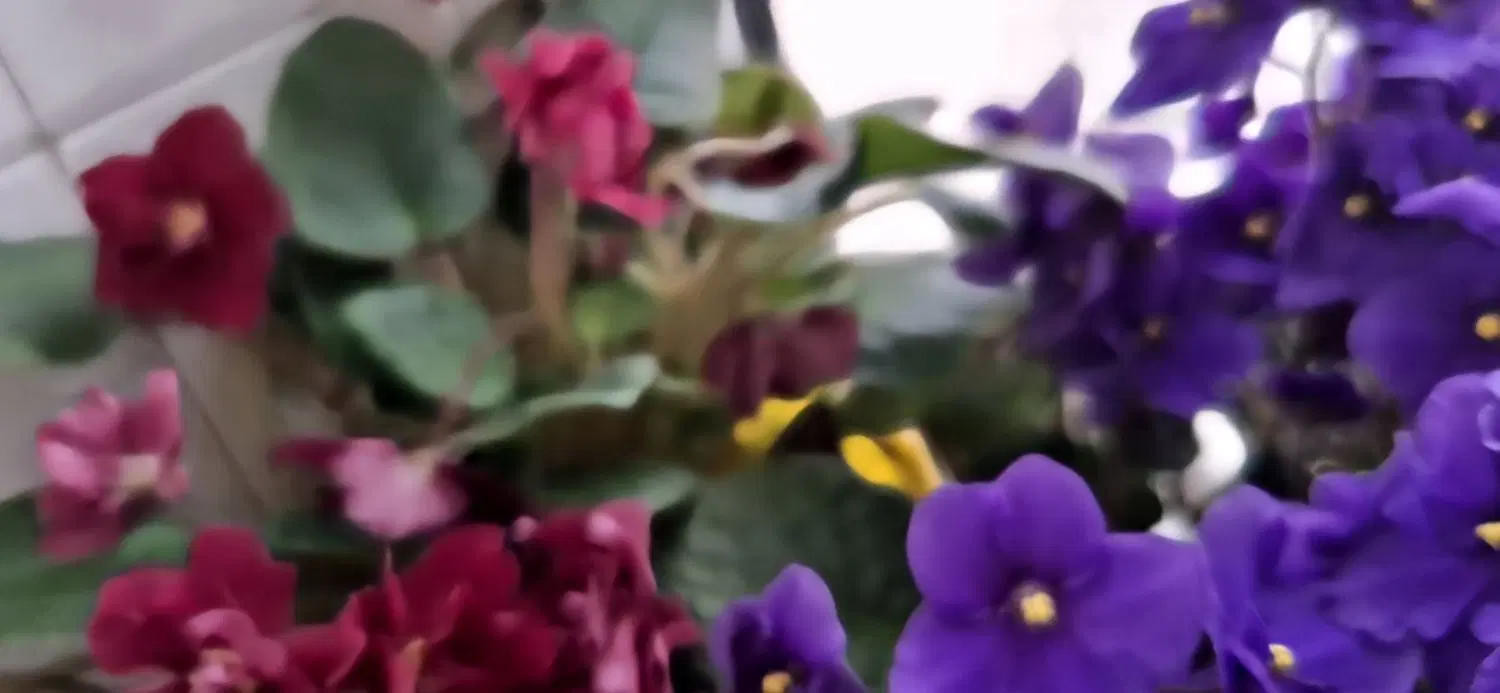 باغ امامزاده زاده